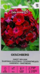 Sweet William Oeschberg Seeds